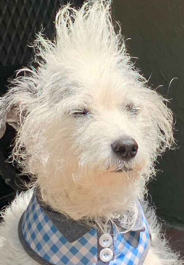 Marc's dog Luke, with a very scruffy hairdo, eyes closed with a meditative expression on his face. He is wearing a blue and white dickie on his neck.